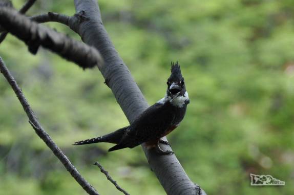 Um carpintero Negro Patagonico, uma das muitas espécies de aves encontradas no Parque Nacional Los Alerces, ao norte de Trevelin, na patagônia argentina